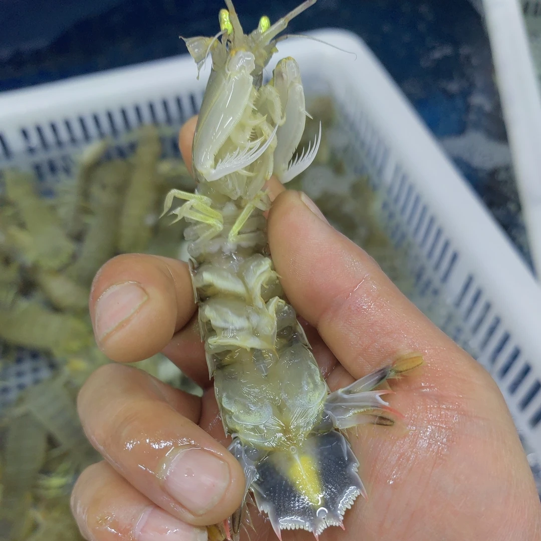皮皮虾三斤装,270 元