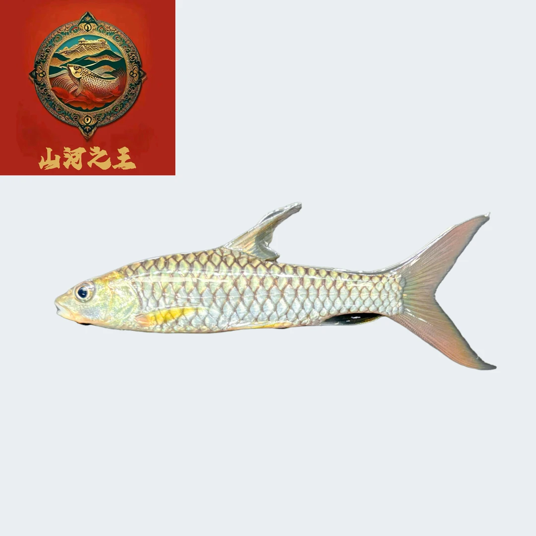 【喜马拉雅流域印度皇室金】长胡子 大鳍大尾贡拜型皇室金黄鳍结鱼