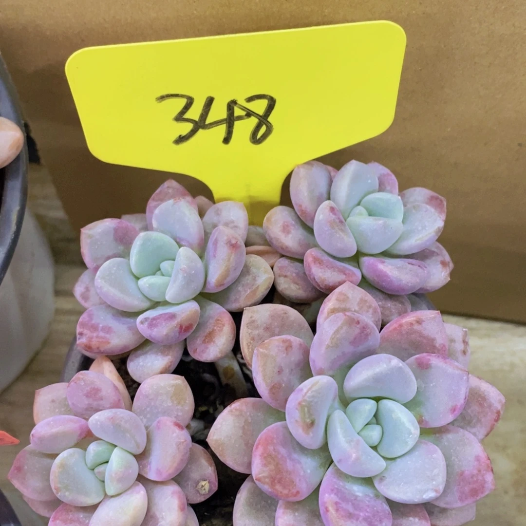 开心多肉，炸，一单包邮