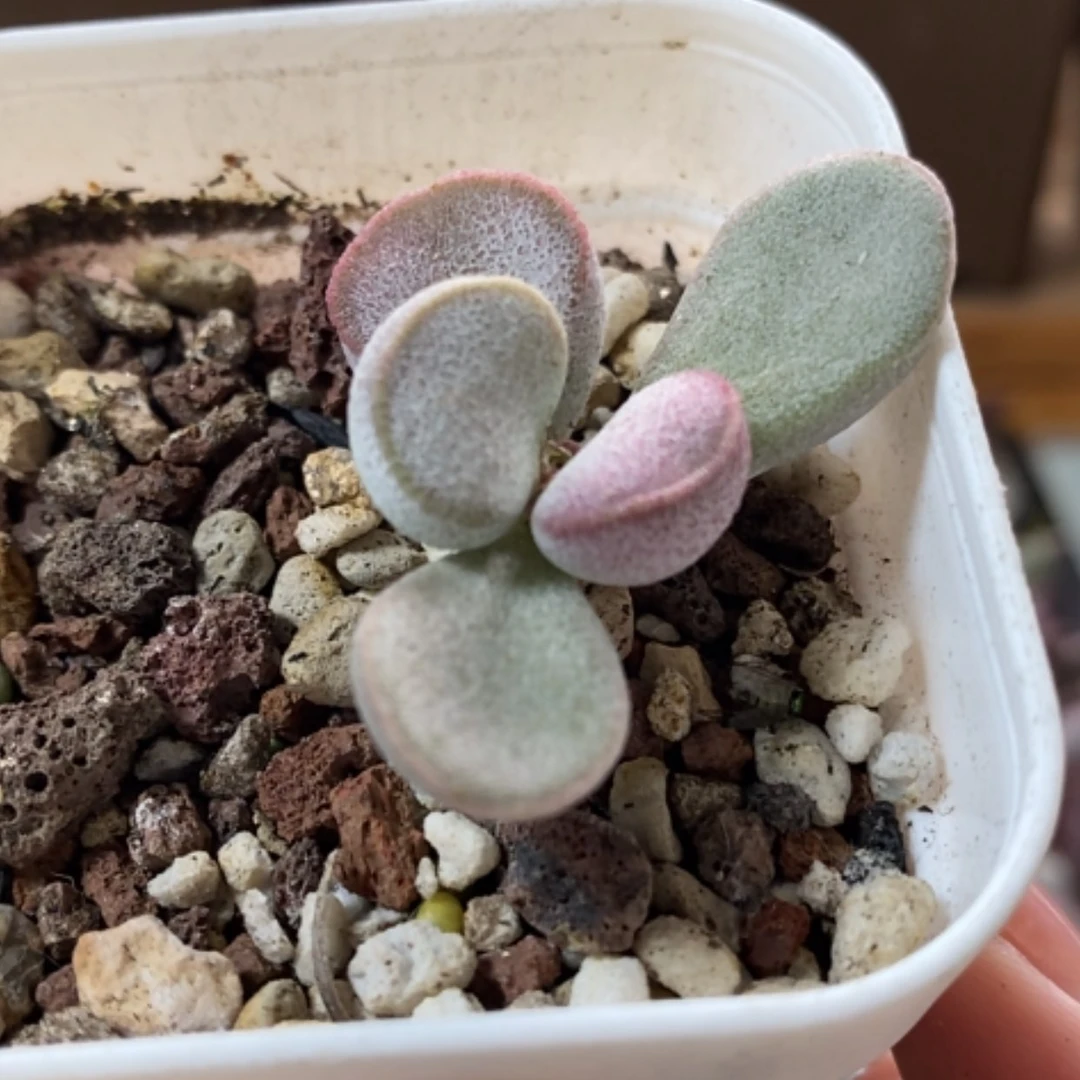 【闪购商品】无花朵蛋类