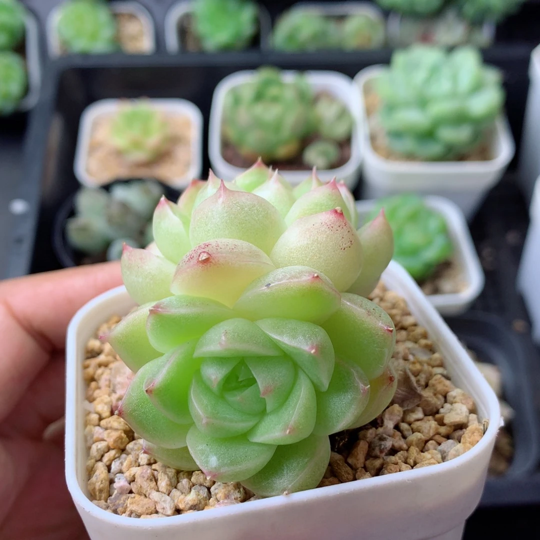 58包邮  群生不包整 92