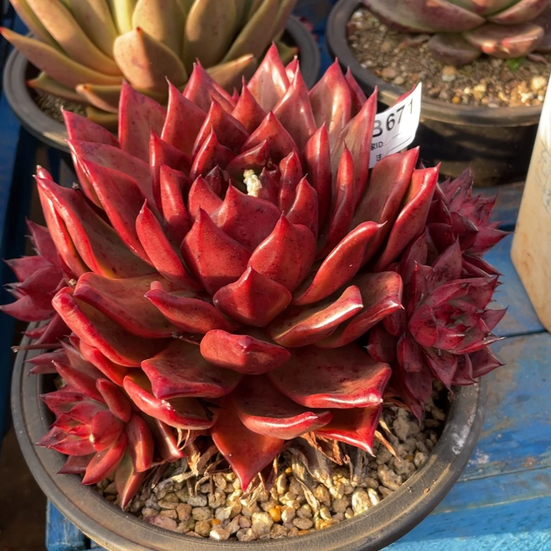 无花朵若如东云筐拍B671