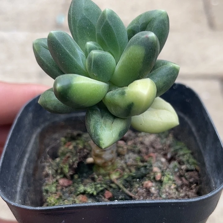 千代田锦一物一拍