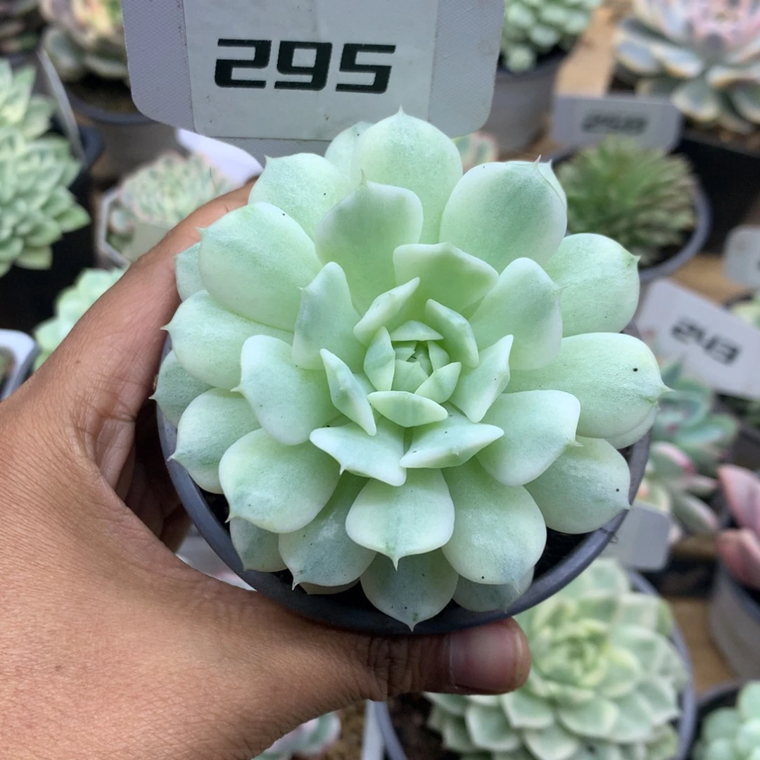 295静夜锦锦锦锦锦