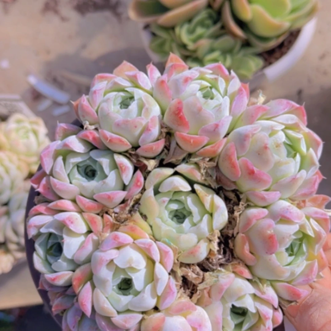 【闪购商品】沁心1891