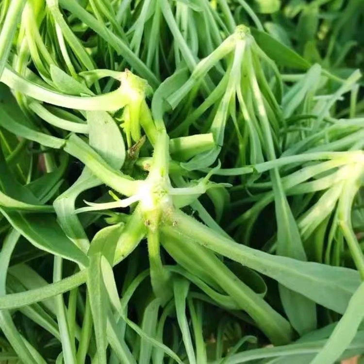 面条菜新鲜面条阔菜现挖野菜柳叶菜蒸菜1/3/4送两课大葱试吃