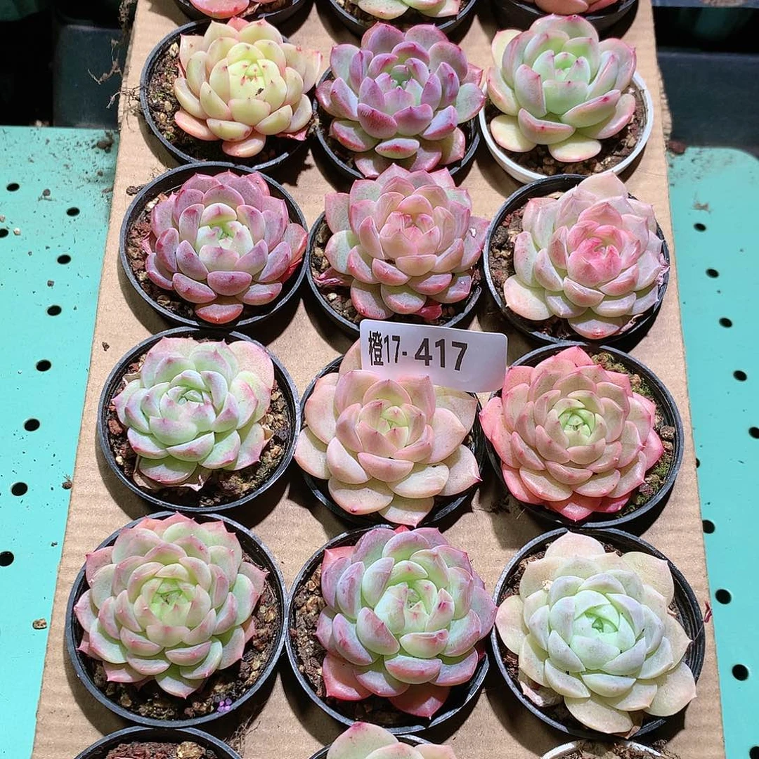 17-417一物一拍带盆18颗