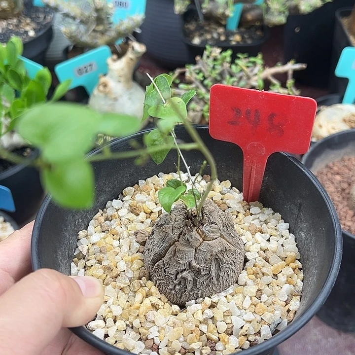 龟甲龙多肉植物一颗