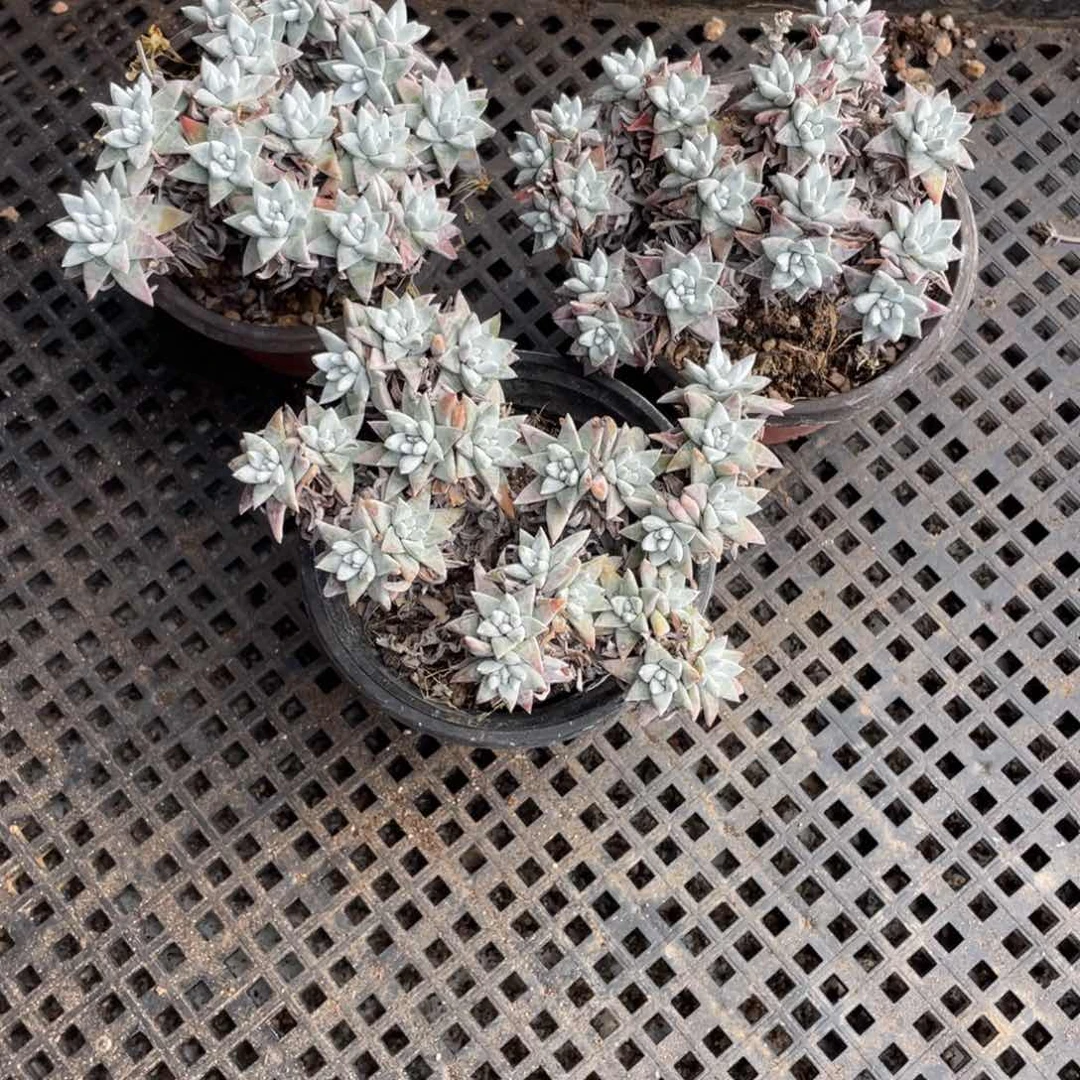 用****4白菊3颗一物一拍