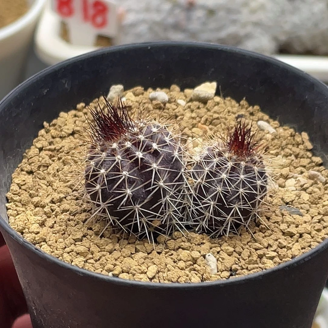 实生紫黑体双头节刺尤伯球