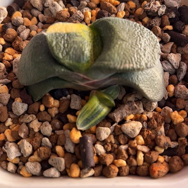 03脱土发货1111111111