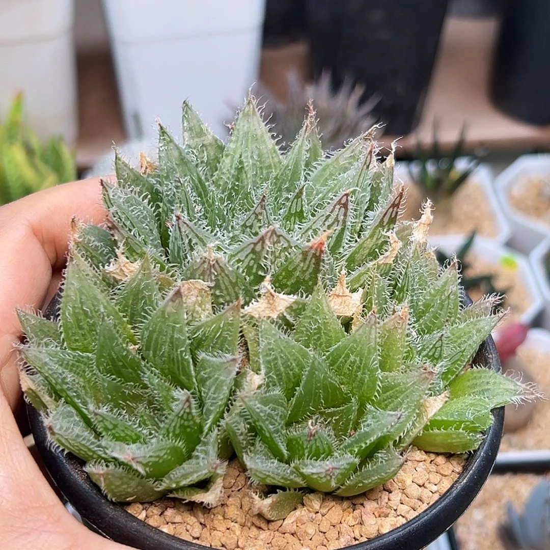 树冰大颗母本群一颗