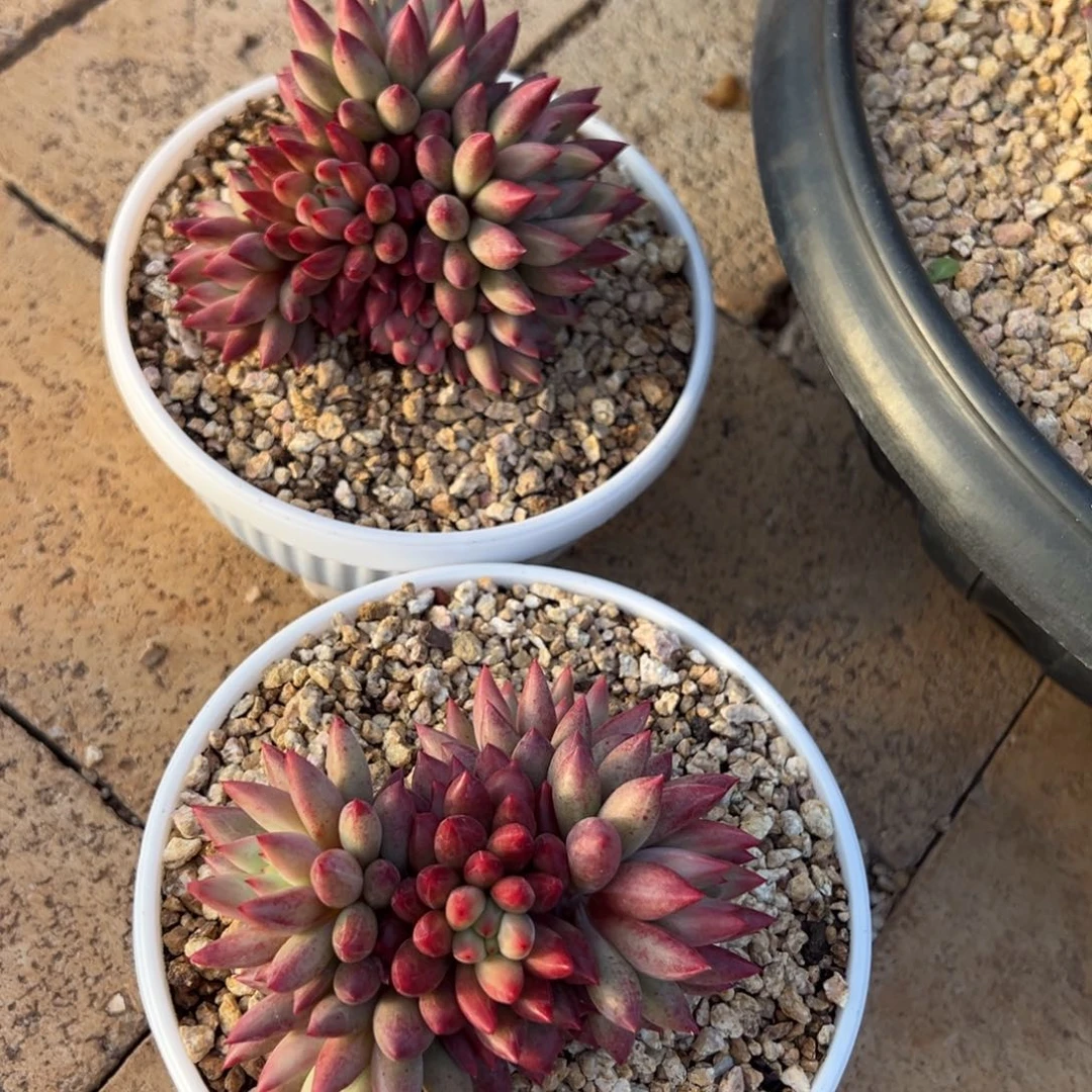 十****我也没事啊这是什么意思