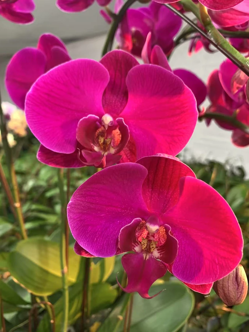 蝴蝶兰 【大辣椒】3.0寸 带单花剑 盆栽兰花苗 客厅室内花卉 好养活