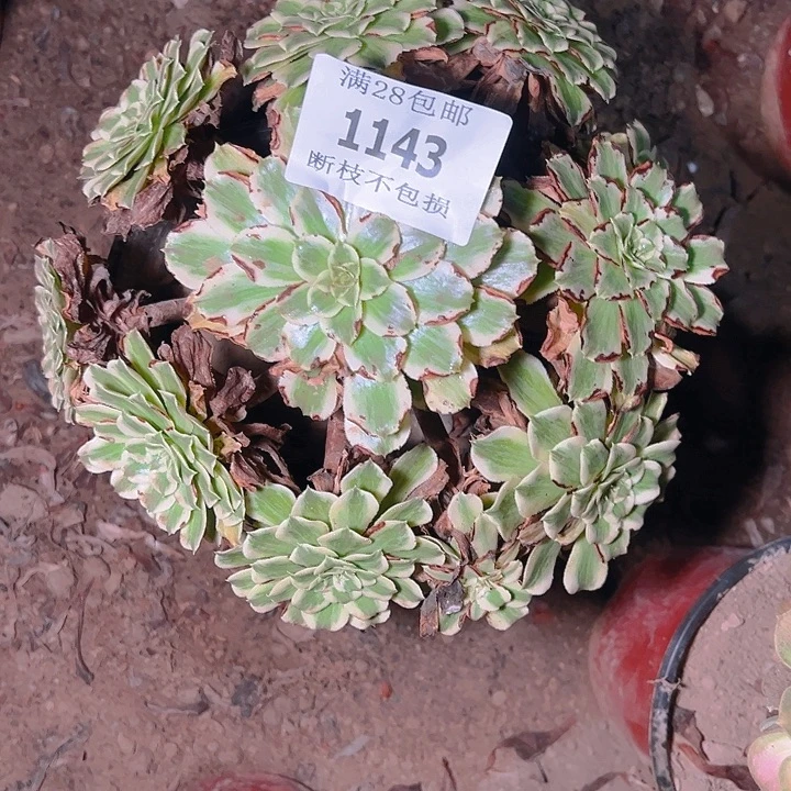 我***心1143碧浪多肉植物保护
