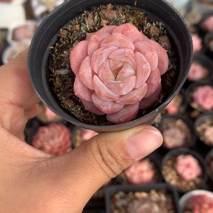 精控冰晶单头多肉