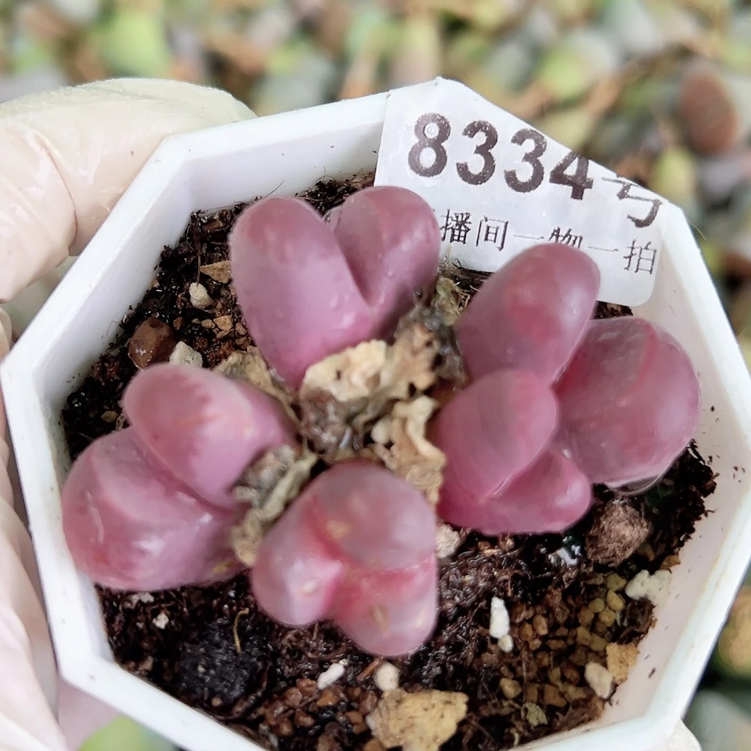 8334 好养易活生石花大母本