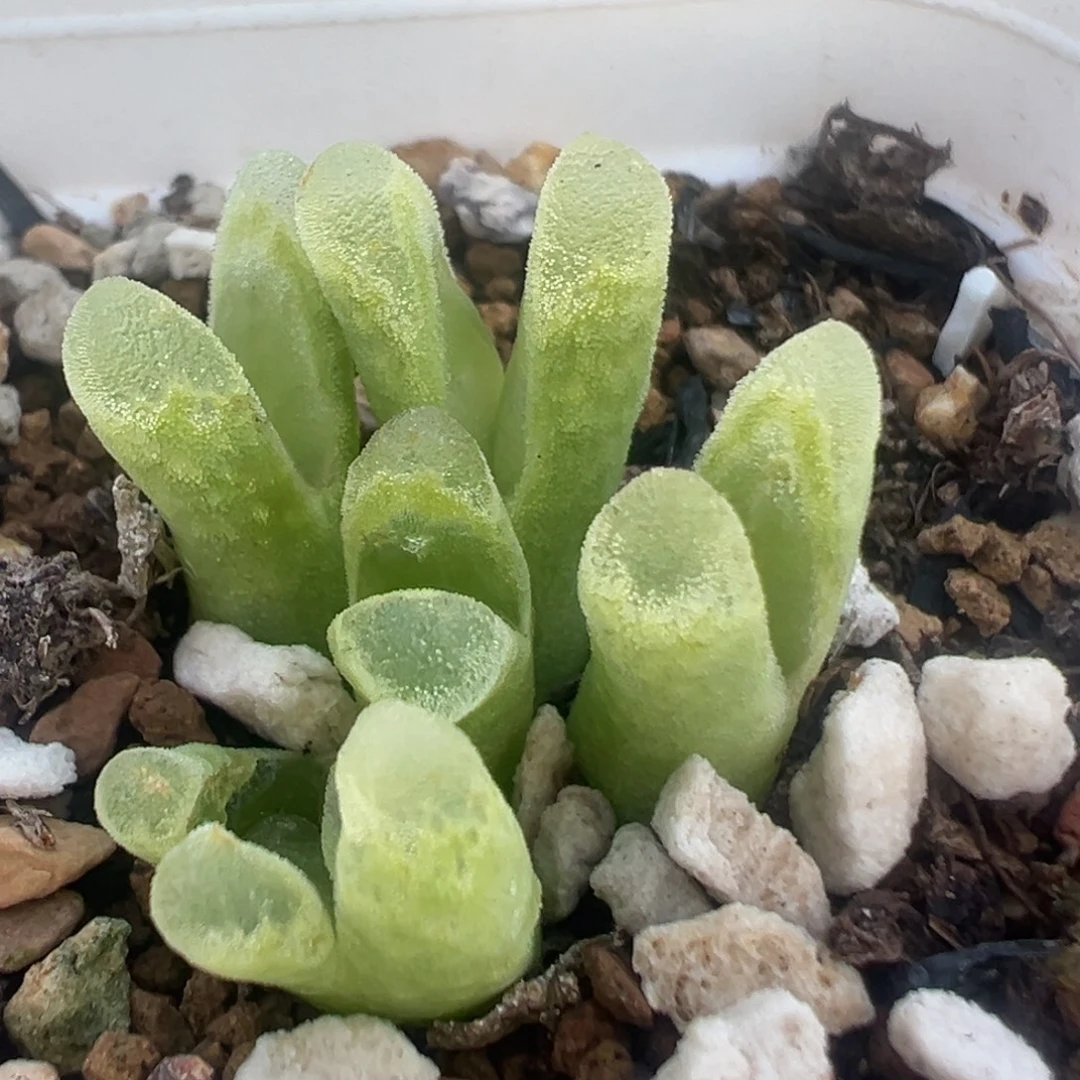 51多肉植物百科植物