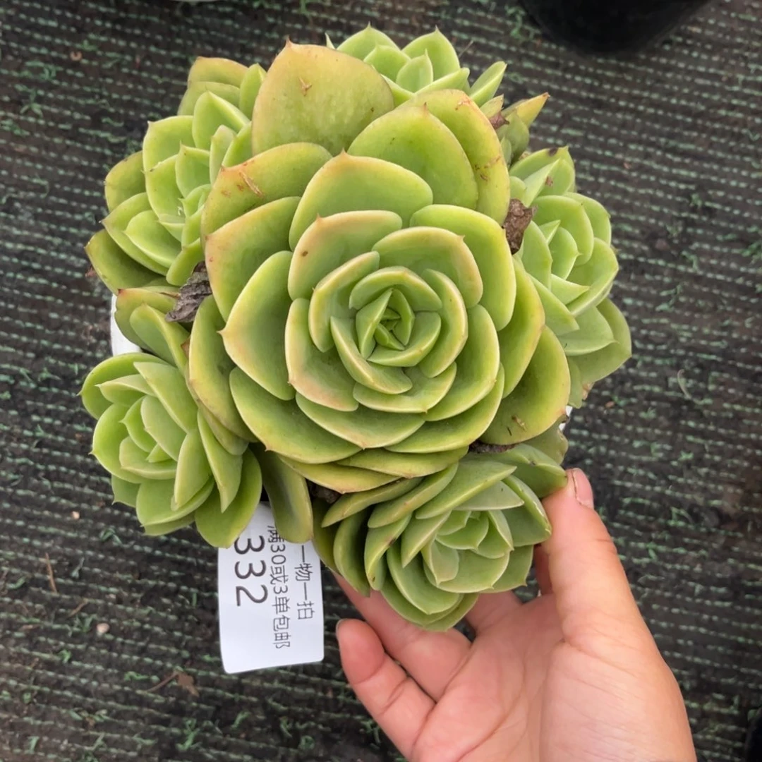 332星娜塔群多肉植物