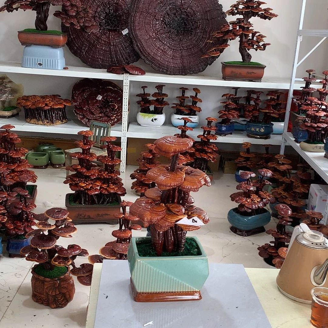 完全开放524888888888