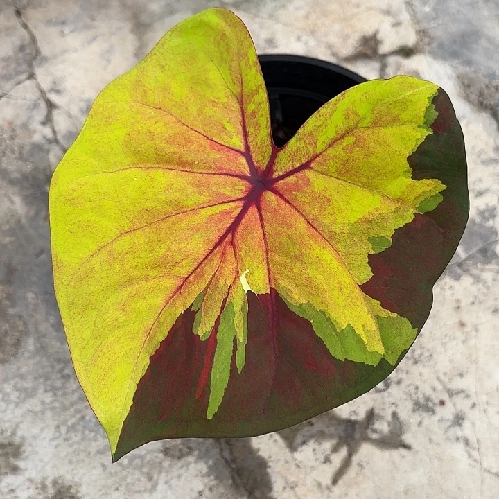 9-1027落日天空广东