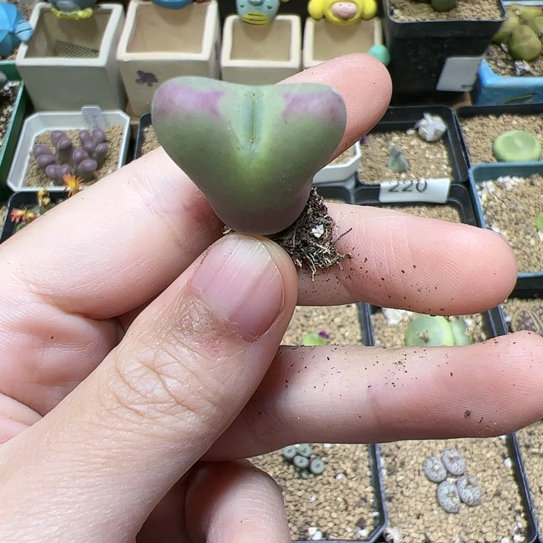 【闪购商品】262 腿长福利