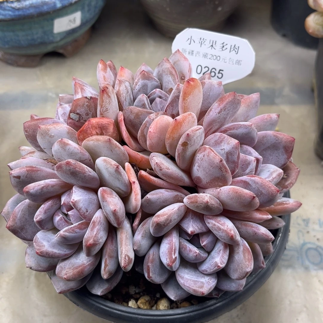 绿底紫心265/14cm6头