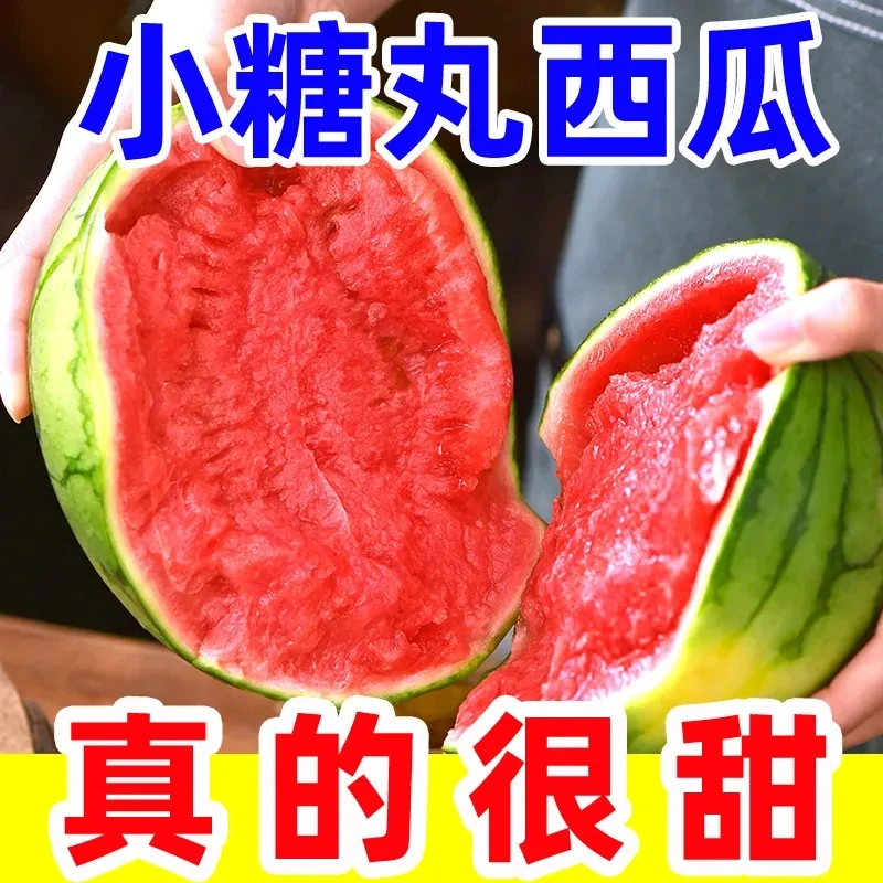手撕多汁正宗2K小糖丸西瓜精品冰激淋薄皮脆甜现摘当季红玉西瓜