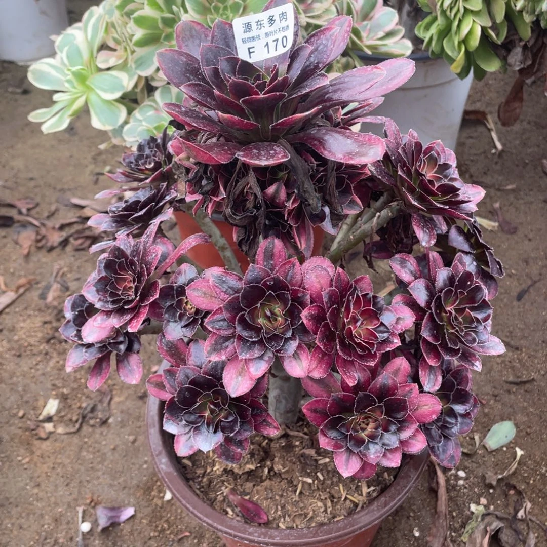 170花福蝶多肉法师断枝不包