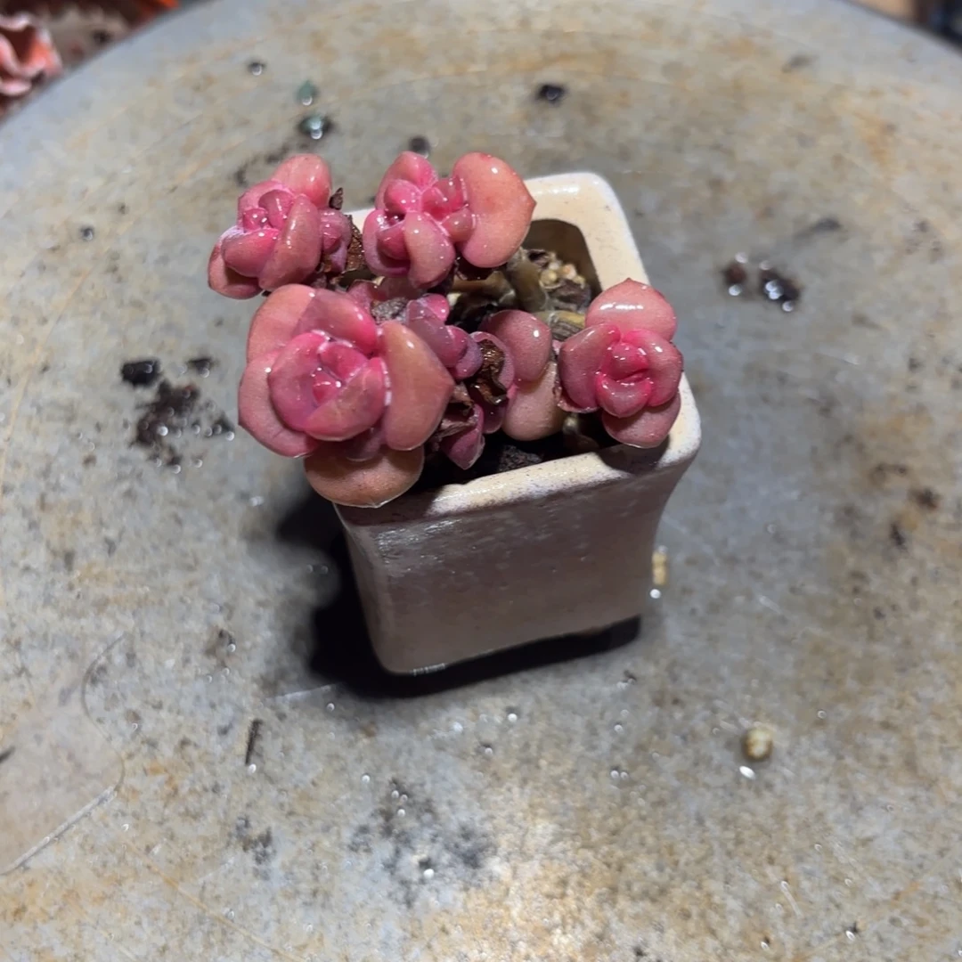 胭脂精品多肉 10018