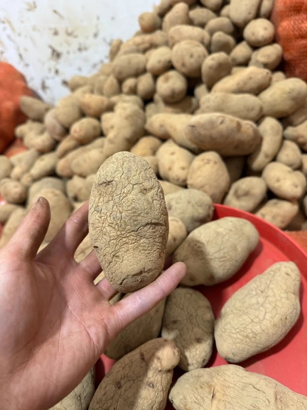 贵州威宁干巴洋芋