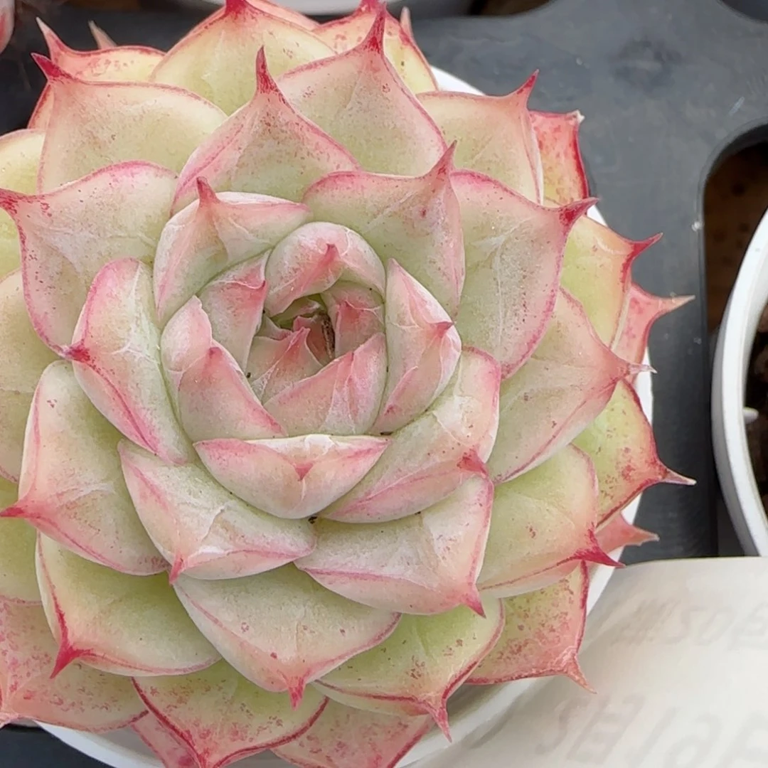 花语逸镜0219-580