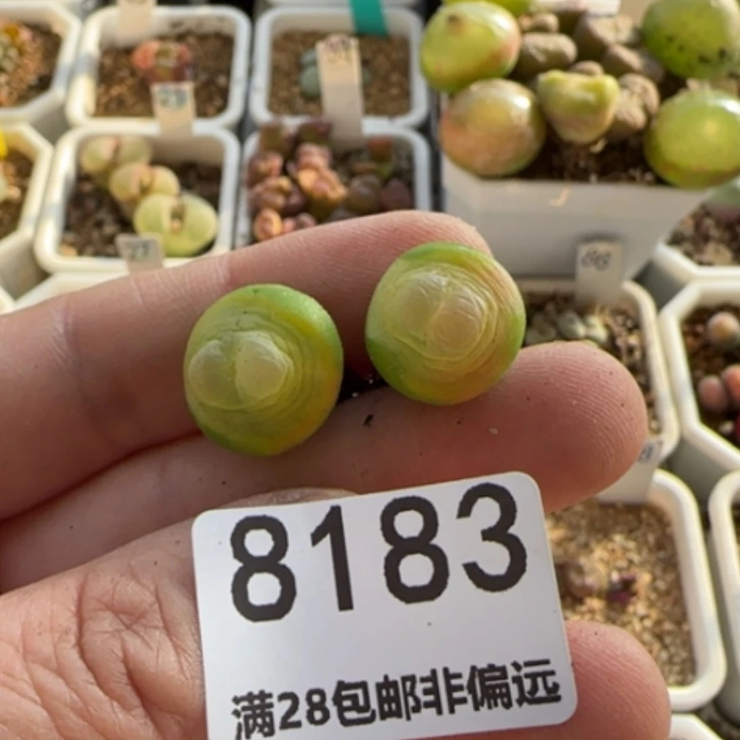 【闪购商品】黄*悠8183