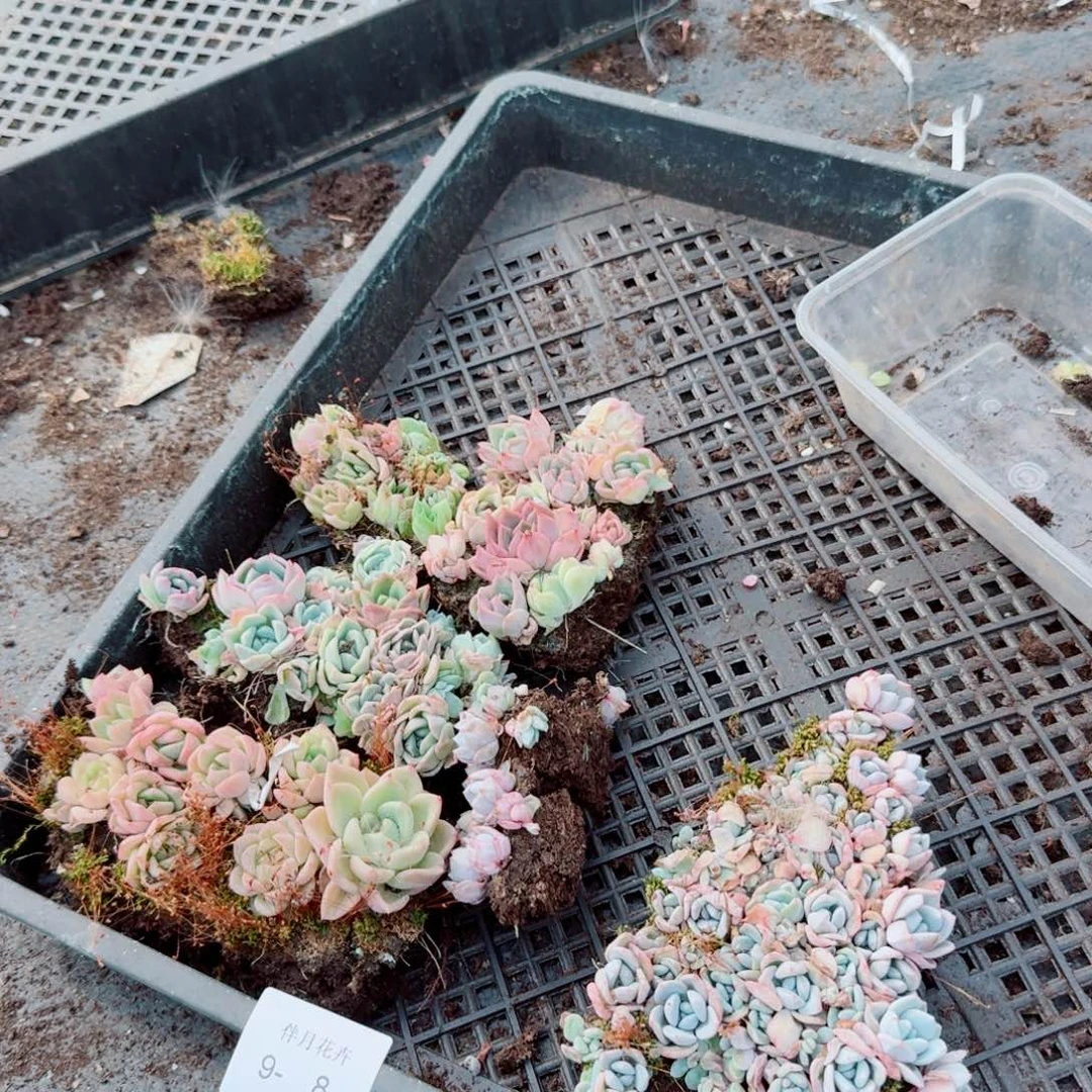 切糕混一盒量拍9-8