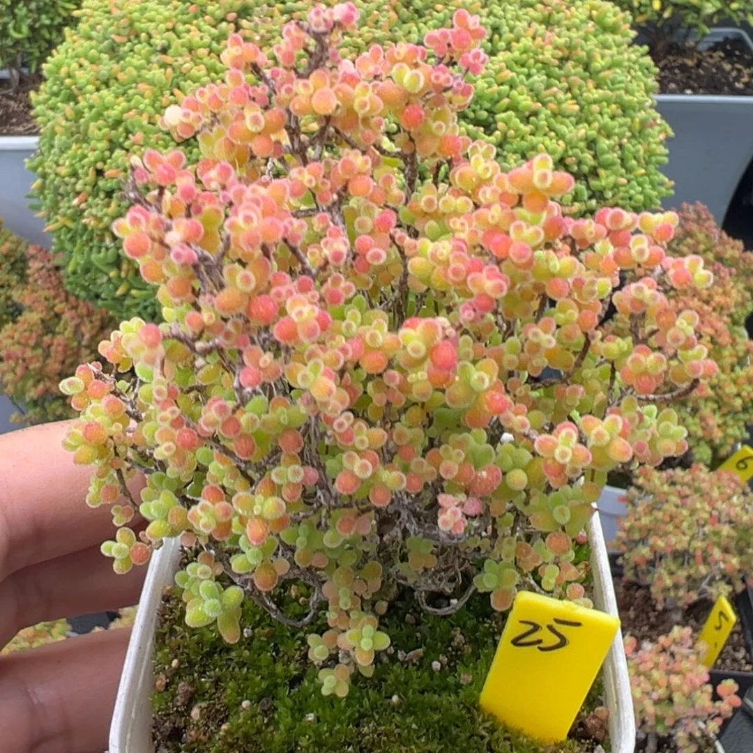 蜜橘糖球25号6.5cm盆