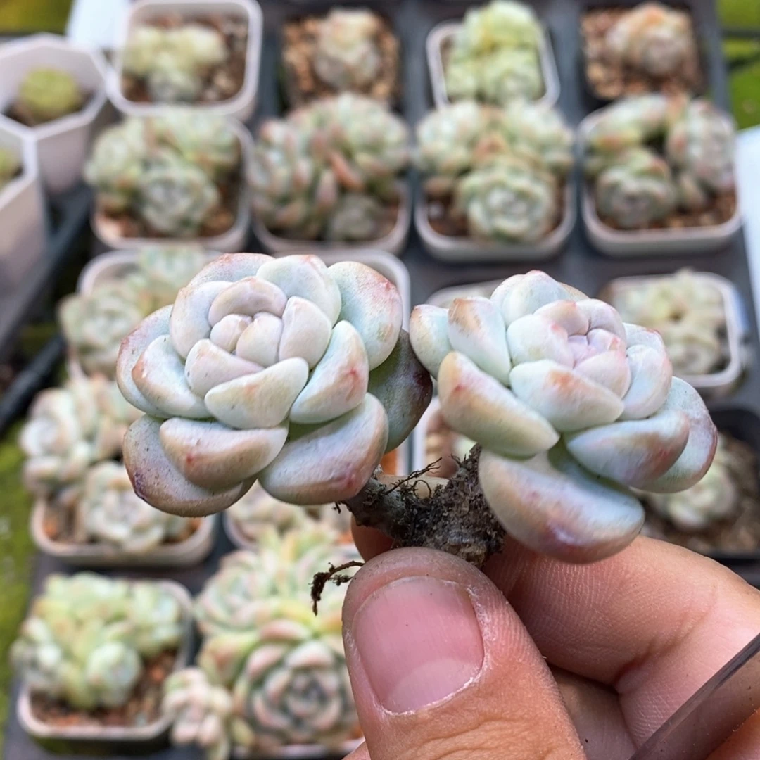 春****）双头冰玉自选专拍