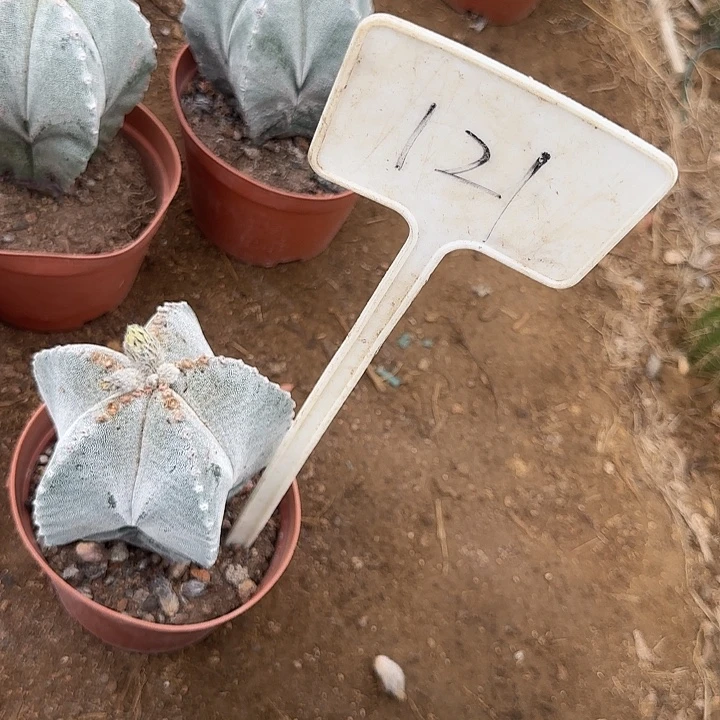 好***连121栾风女20的毛花秀