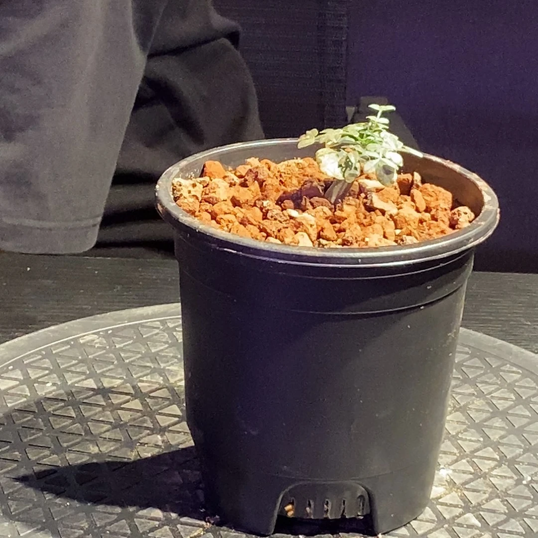 羽叶没药实生一个