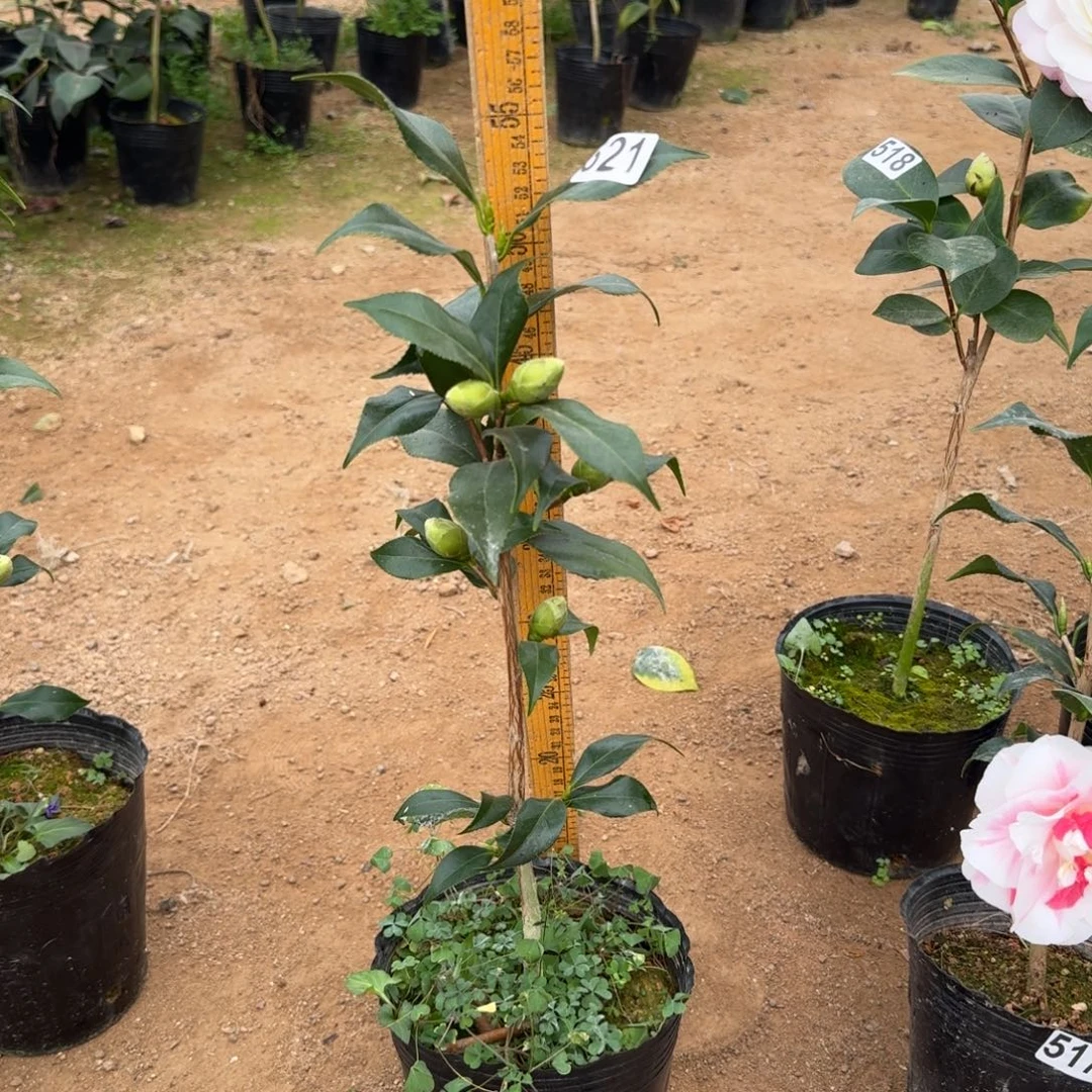 少量花朵（建议范围：2朵-5朵 或40%以下）521江户锦