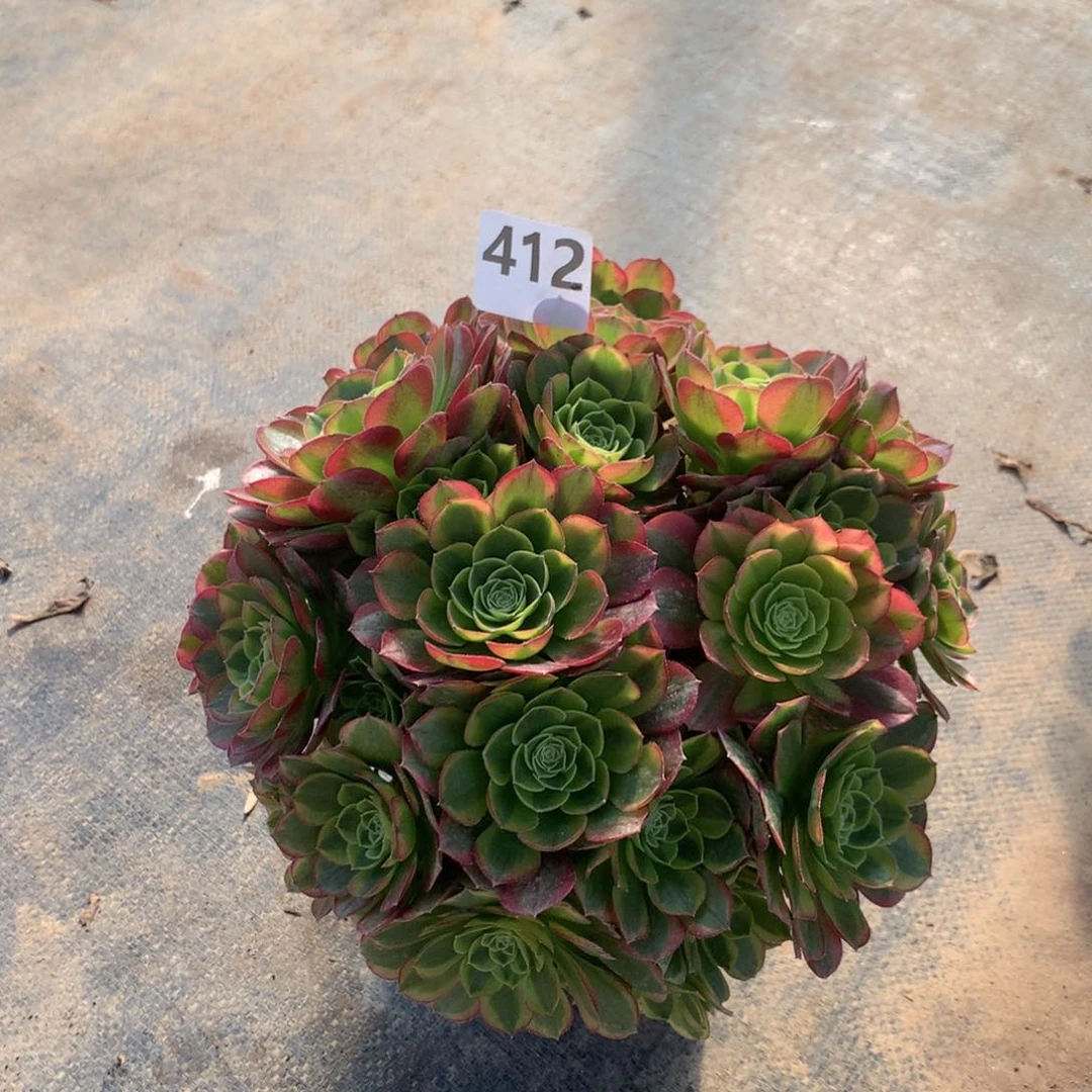 【闪购商品】412奶白