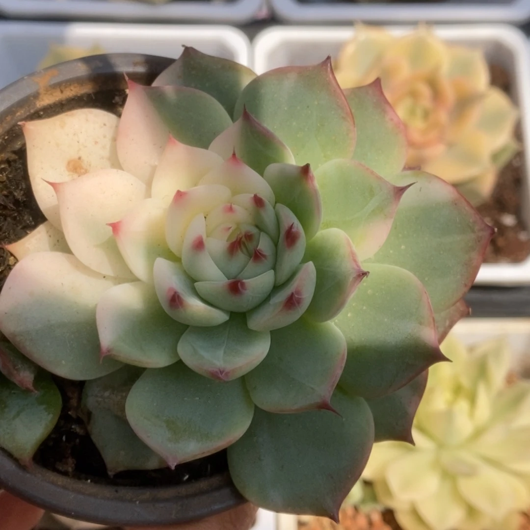 045锦锦锦锦锦锦锦锦