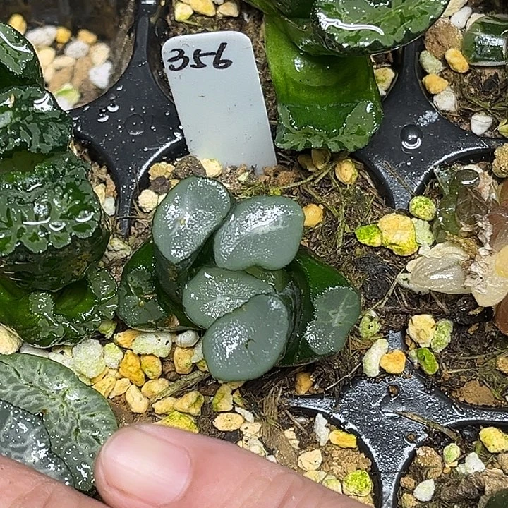 356望乡万象脱土发货