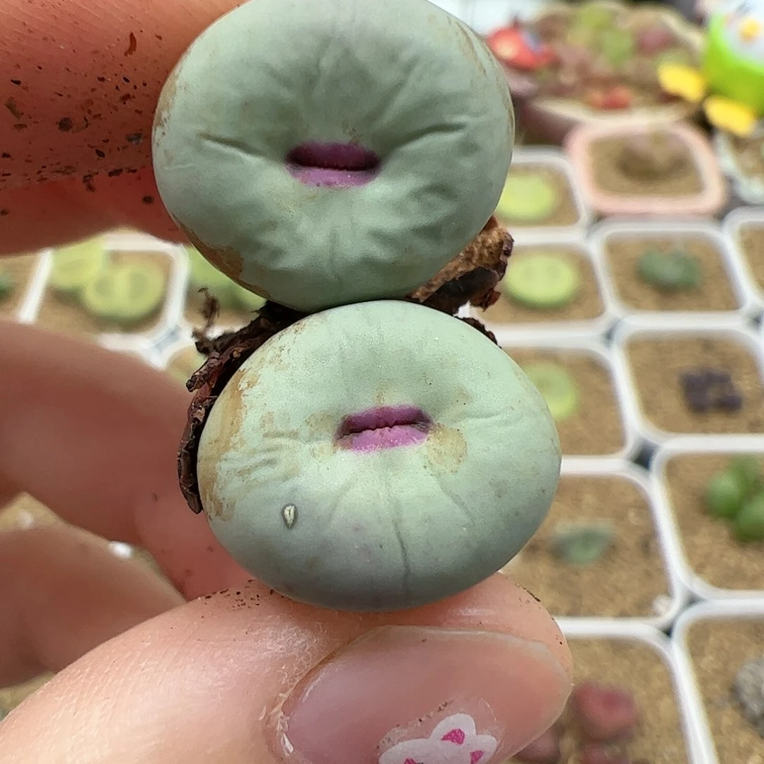【闪购商品】4 红嘴