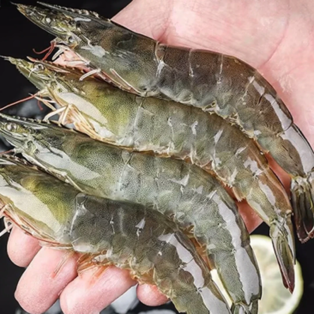 正宗汪子虾，鲜活发货，每斤33-35条，大小不均 嫌小勿拍 天津当日达