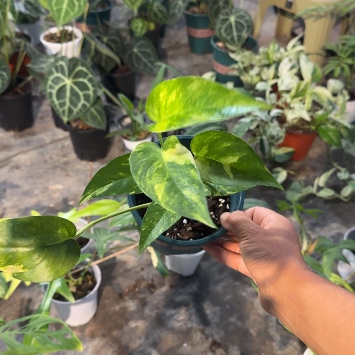 完全开放炸福利的火焰麒麟尾
