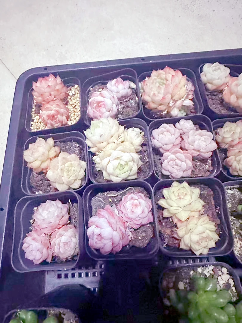 双头珍妮多肉植物 （满9.9元包邮发货）