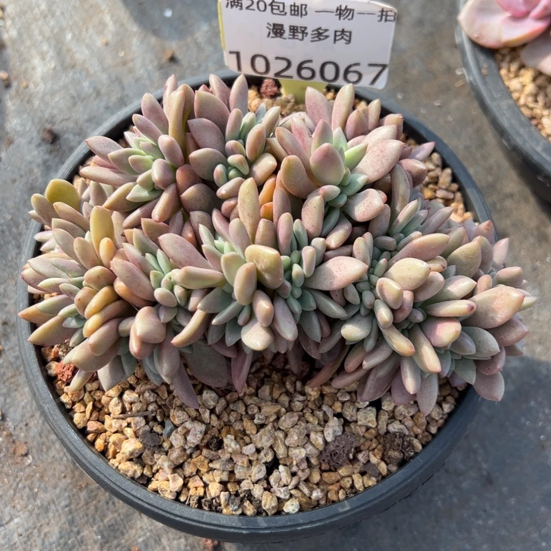 1026067 桃花源缀