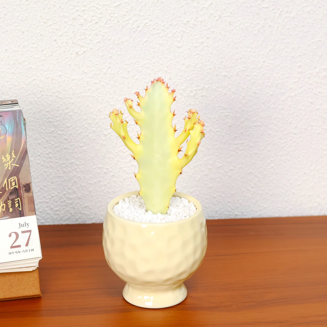 【明星同款】白龙骨锦沙生仙人掌植物北欧风多肉植物办公室内防辐射