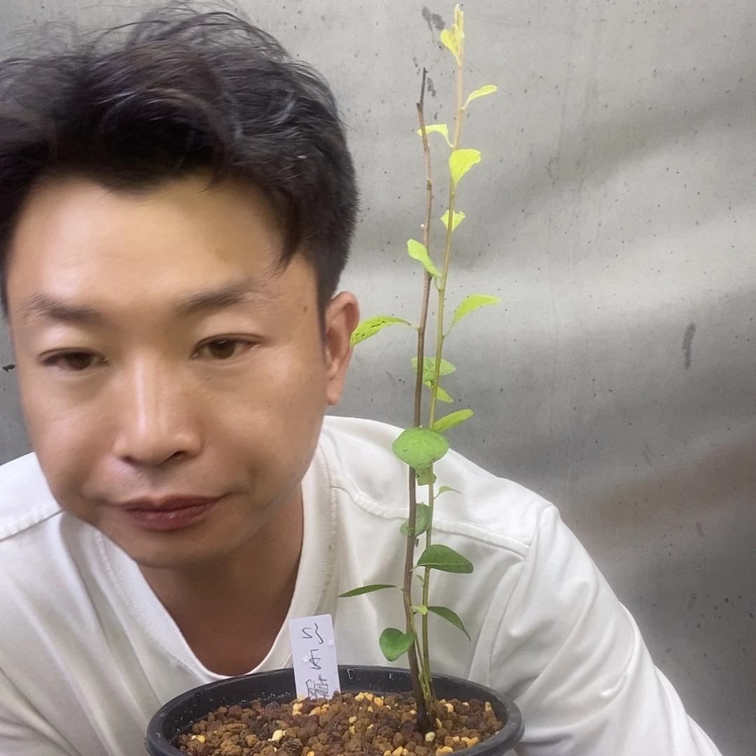 钓***4无花朵老鸦柿孤。