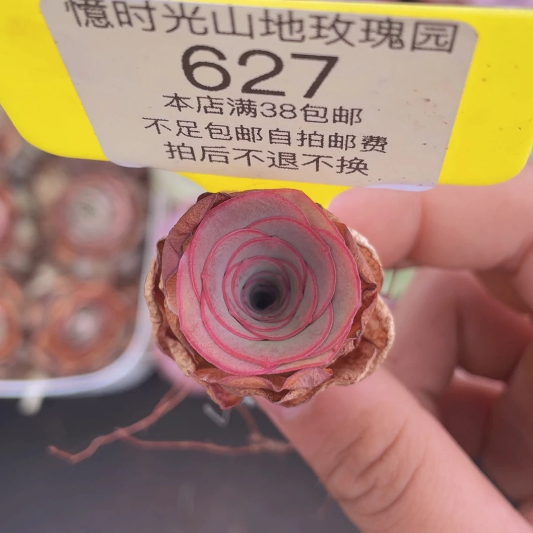 山地玫瑰627满38包邮裸根发货